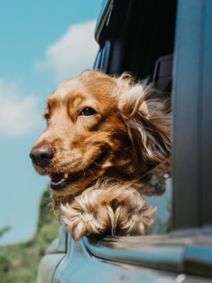 Happy Dog Happy Camping: Must-Have Camping Gear for Dogs